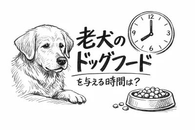 老犬のドッグフードを与える時間は？