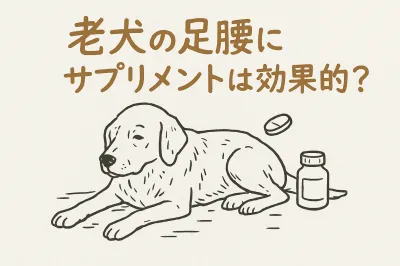 老犬の足腰にサプリメントは効果的？