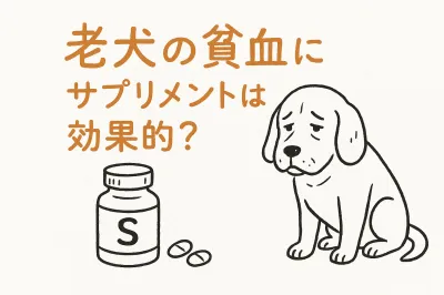 老犬の貧血にサプリメントは効果的？