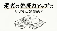 老犬の免疫力アップにサプリは効果的？