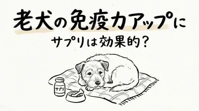老犬の免疫力アップにサプリは効果的？