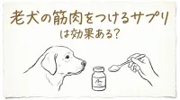 老犬の筋肉をつけるサプリは効果ある？