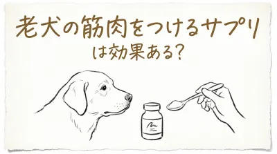 老犬の筋肉をつけるサプリは効果ある？
