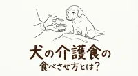 犬の介護食の食べさせ方とは？
